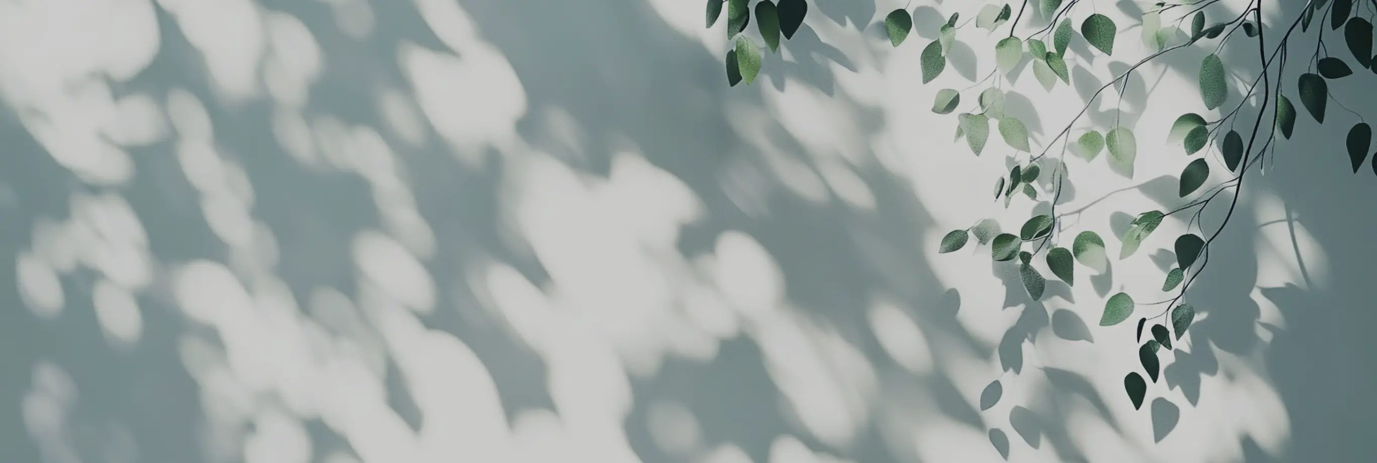 木漏れ日と木の葉の影の画像